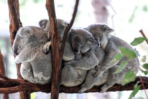Explore Brisbane - Lone Pine Sanctuary